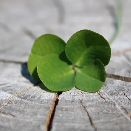 Ravaglia Grande Landsted