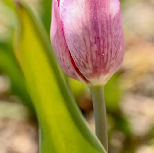 Ravaglia Grande Country house