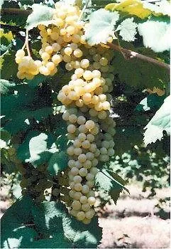 Ravaglia Grande Летний дом